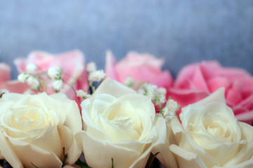 Closeup of fresh white and pink hybrid tea rose flowers and white baby's breath (Gypsophila) against a pale blue background, with copy space