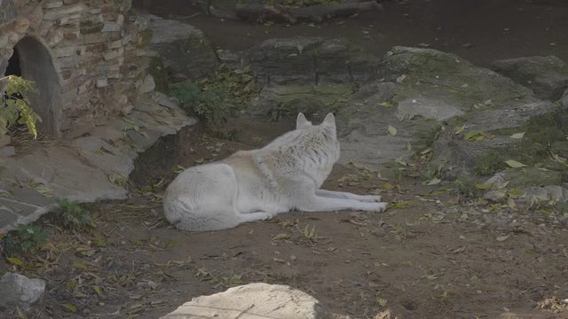 Wolf running through the forest in the fall.
