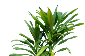 Flower vine bush tree isolated t on white background.