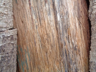 Close up wooden natural texture background. Old wood texture for add text, quotes or work design...