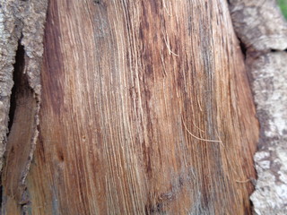 Close up wooden natural texture background. Old wood texture for add text, quotes or work design...