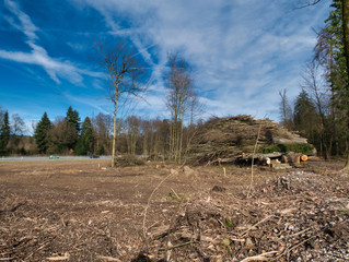 Forest area next to the highway section completely cleared - Cut logs stacked on top of each other in the background - A scene of devastation.
