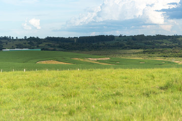 Agricultural production area in the pampa biome region in Brazil