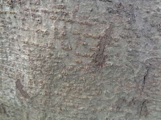 Close up wooden natural texture background. Old wood texture for add text, quotes or work design for backdrop product.