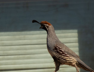 A Gamble quail walking in an Arizona neighborhood.