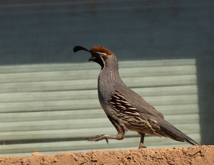 A Gamble quail walking in an Arizona neighborhood.