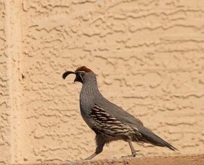 A Gamble quail walking in an Arizona neighborhood.