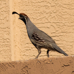 A Gamble quail walking in an Arizona neighborhood.