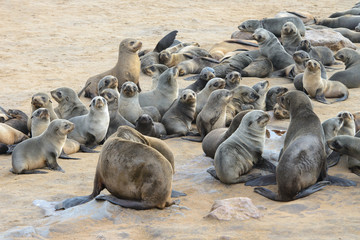 Fototapeta premium Colony of Cape Fur Seals on the beach at the Skeleton Coast in Namibia, Africa