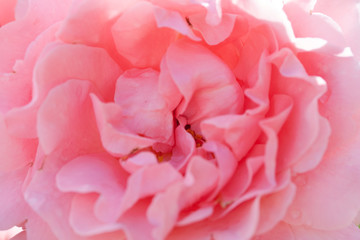 pink rose macro close up in garden