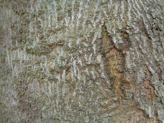 Close up wooden natural texture background. Old wood texture for add text, quotes or work design for backdrop product.