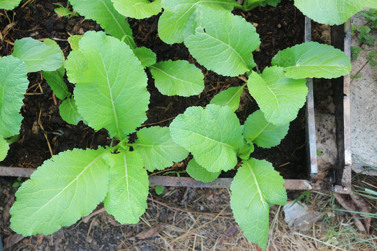 Fresh Organic Turnips In The Garden