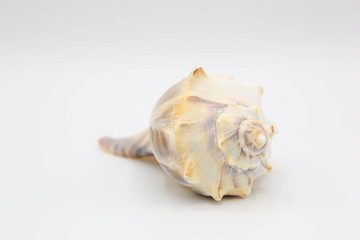 Yellow Whelk shell