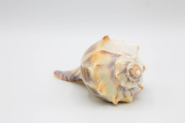 Yellow Whelk shell