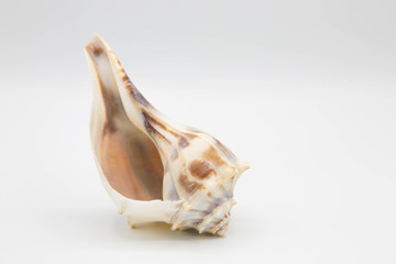 Whelk shell standing