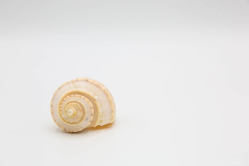 Small Whelk shell