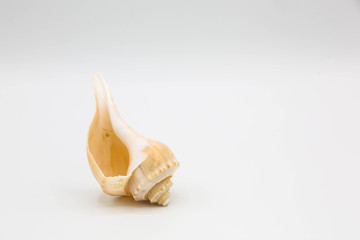 Whelk shell standing on end