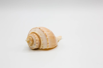 Small whelk shell