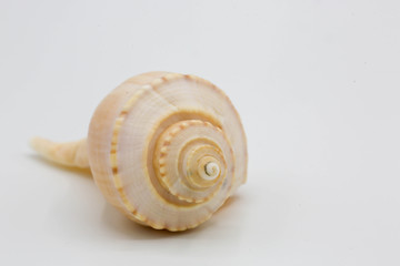 Small Whelk shell