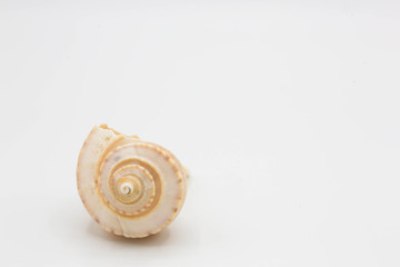 Small Whelk shell