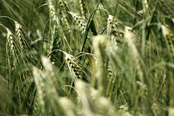 wheat field