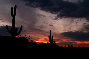 Suguaro cactus at sunrise in Usery Mountain Regional Park, Mesa, Arizona.