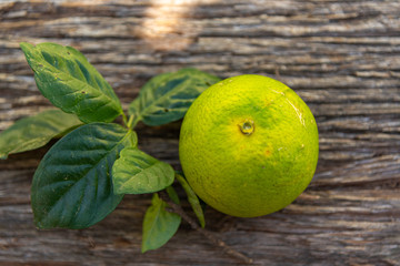 Fresh green oranges on an aged wooden background