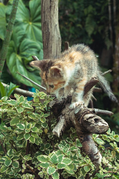 gatico en el bosque