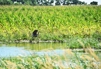 Heron Flying by Cornfield