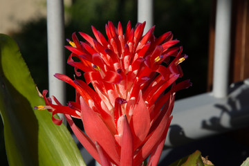 The morning sun brings out the filaments of yellow pollen and the purple flower of the Red Bromilia