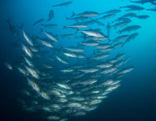 School of Bigeye Trevally fish 