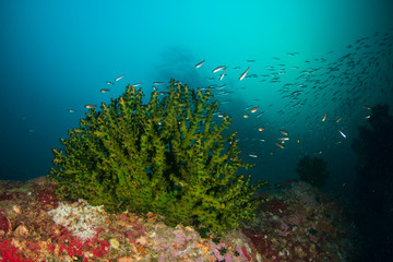 Fototapeta na wymiar Black coral on reef with fish 