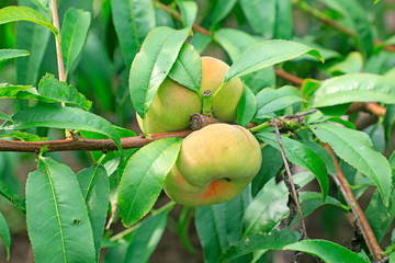 Ripe flat peach on branches