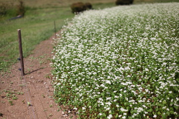 蕎麦の花
