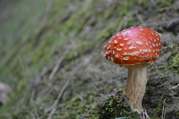red mushroom in the forest
