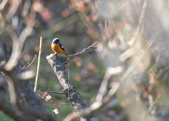 梅とジョウビタキ