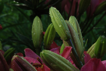 Ready To Open Buds Of Lilies