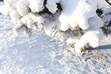 Pine trees and ground with snow behind them