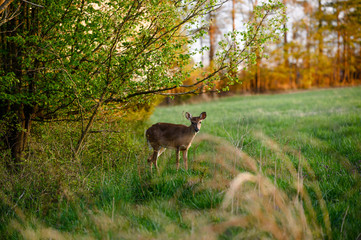 Naklejka na ściany i meble Beautiful Nature Photo of Whitetail Doe Deer Standing in Lush Field Looking at Camera Coming out of Forest and Green Grass and Flowers Shot Through Orange Wheat at Sunset in Summer