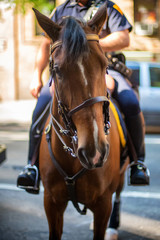 Policeman on his horse in New York City