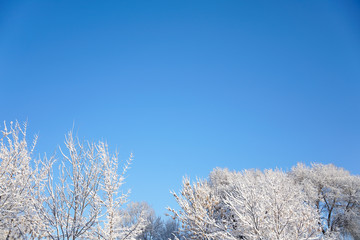 Trees in the park after snow