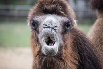 Portrait of expressive Camel looking the camera