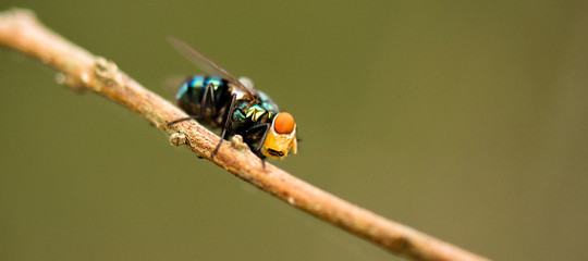 Australian Golden Bluebottle Blowfly also known as Chrysomya incisuralis.