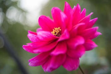 Obraz premium バラ園