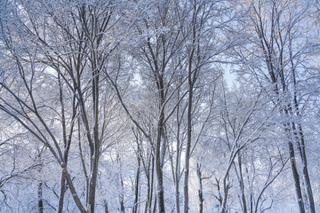 Fototapeta na wymiar Trees in the park after snow