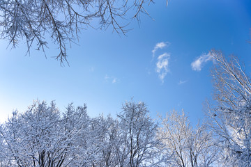 Trees in the park after snow