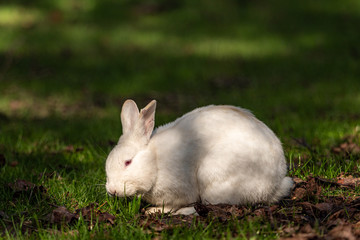a pretty white rabbit sitting on the green grass field in the park enjoying the sun while eating