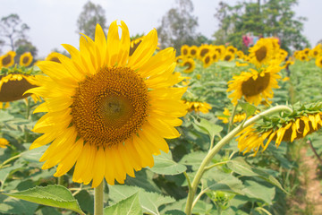 Fototapeta premium sunflower, sunflower garden , flower