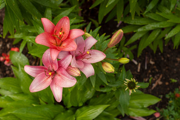 Off Center Closeup of 3 Lilies Surrounded By Green Foliage