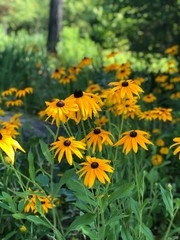 field of yellow flowers